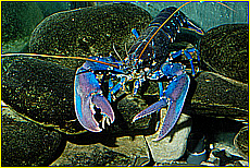 Cornwall Tourism Magazine - The National Lobster Hatchery